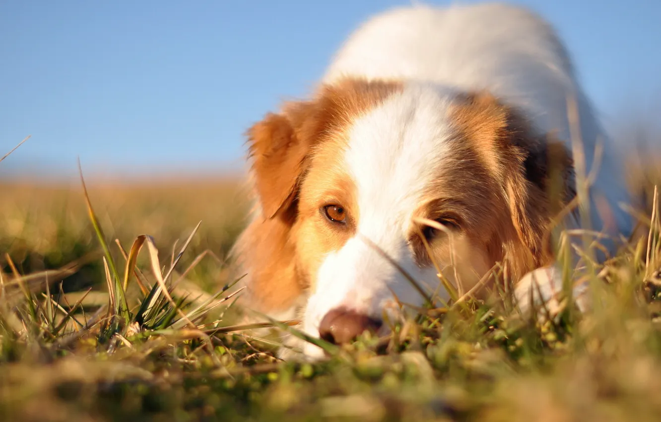 Фото обои взгляд, друг, собака