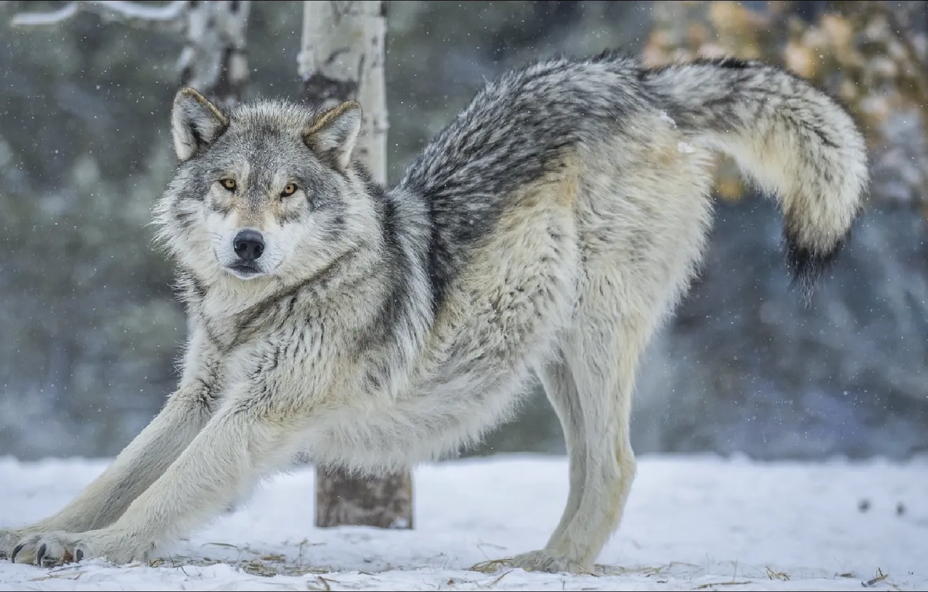 Фото обои wolf, look, pose