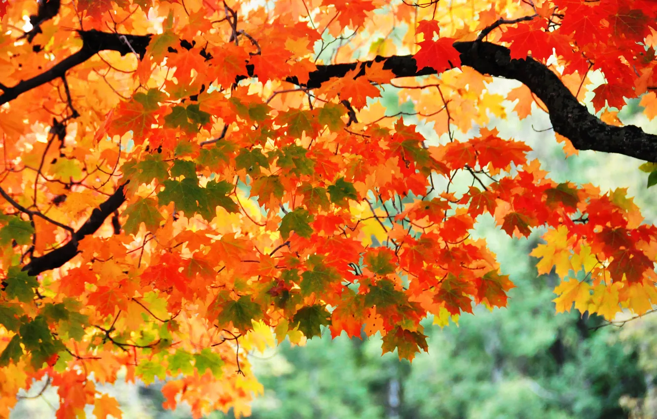 Фото обои осень, листья, дерево, ветка, клен