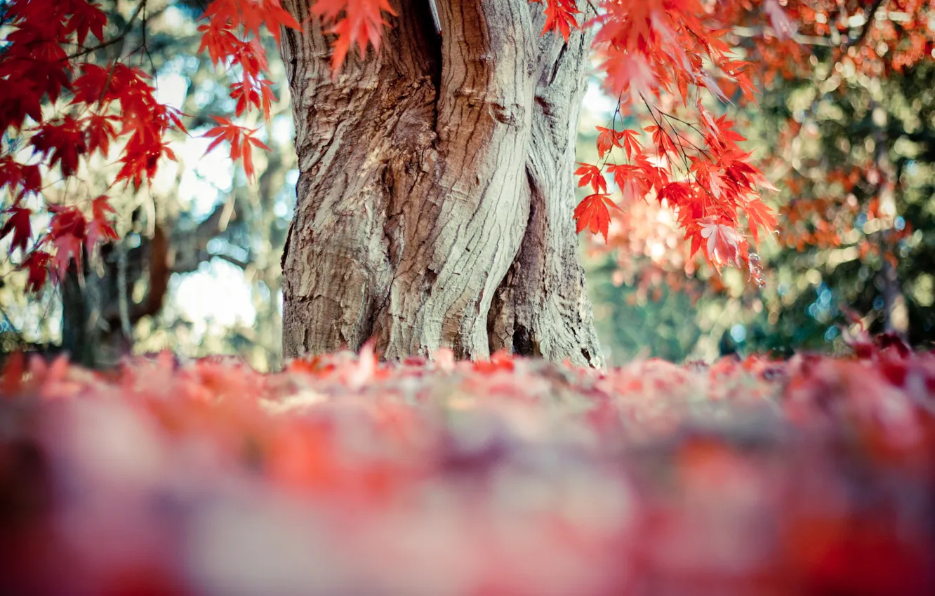 Фото обои листья, дерево, красные