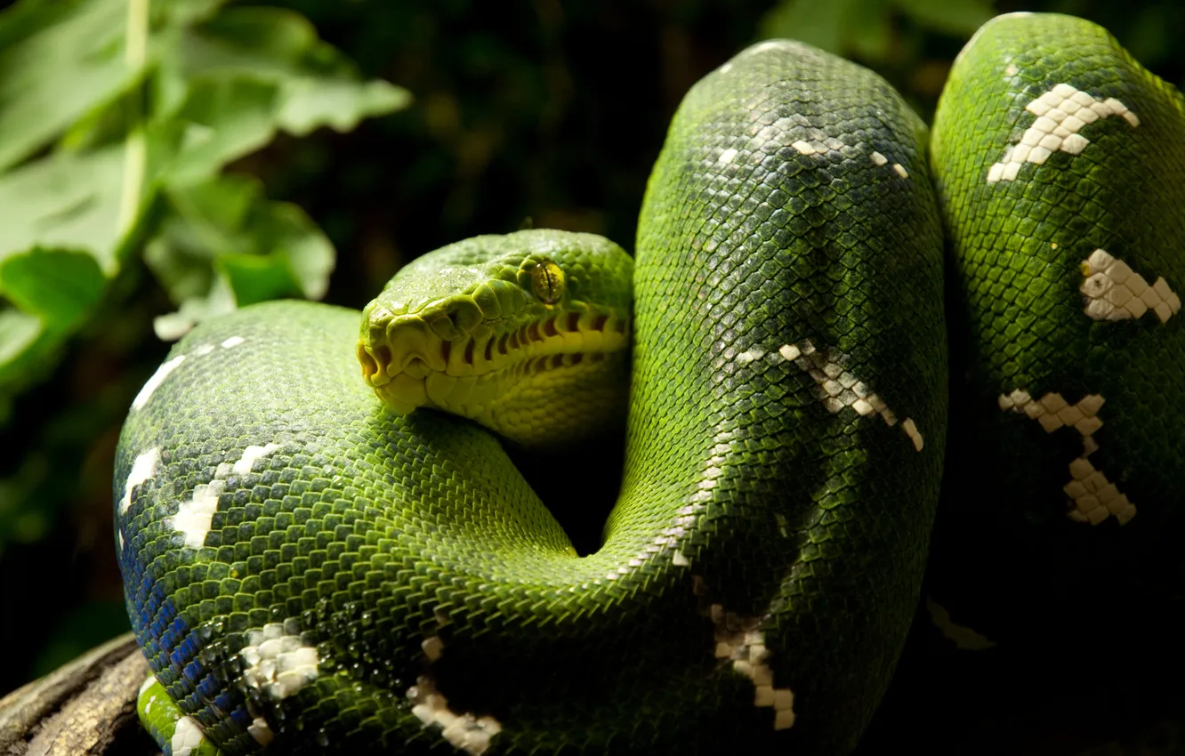 Фото обои змея, кольца, змей, зеленая, рептилия