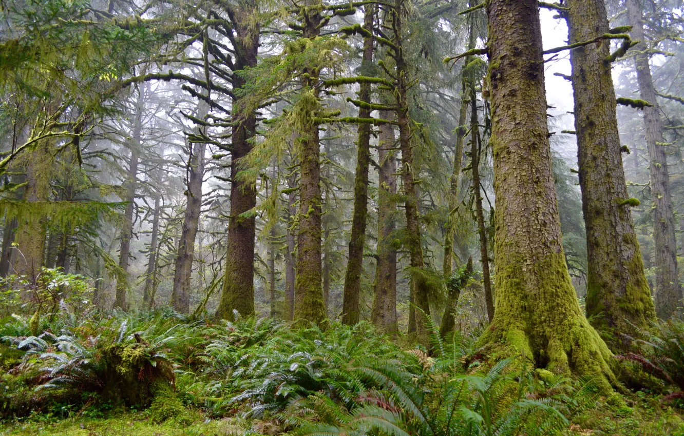 Фото обои лес, деревья, природа, Орегон, США, Cascade Head Hiking Trail