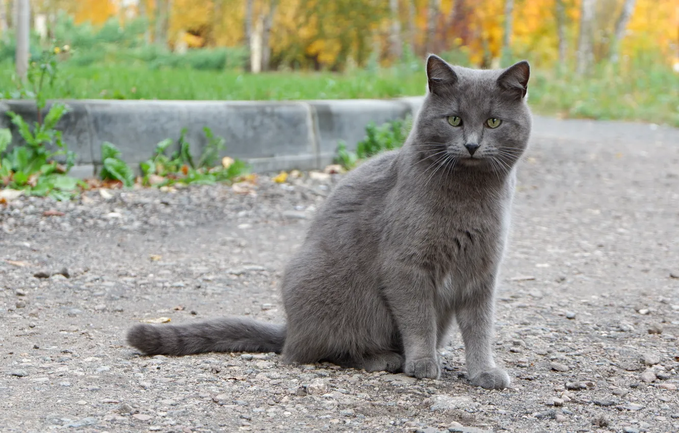 Фото обои осень, кот, жёлтый, серый, бордюр