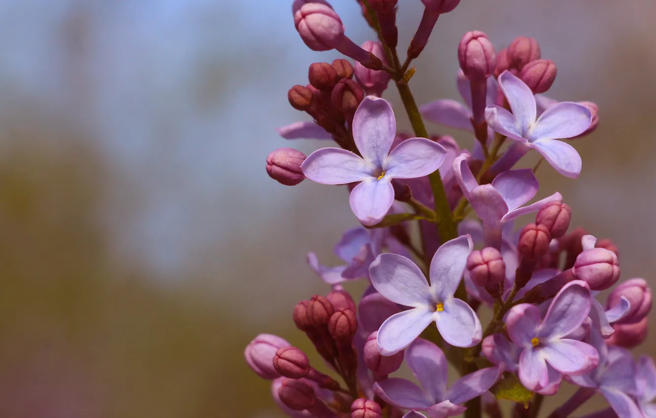 Фото обои flower, spring, lilac, twig, blooming