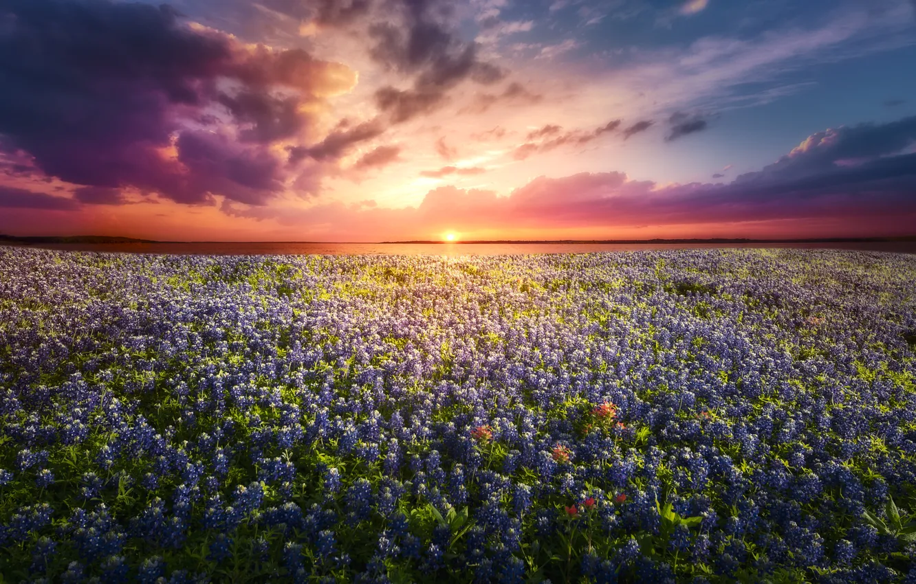 Фото обои поле, цветы, луг, люпины