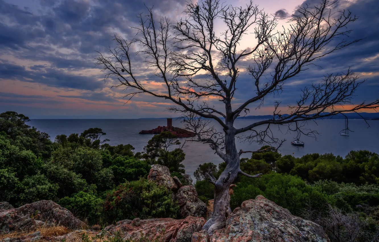 Фото обои море, дерево, берег