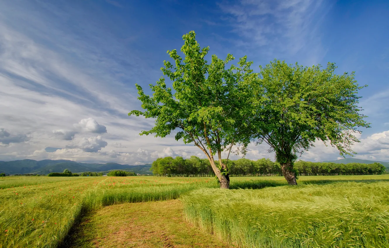 Фото обои поле, небо, деревья, природа, поля, весна, Италия