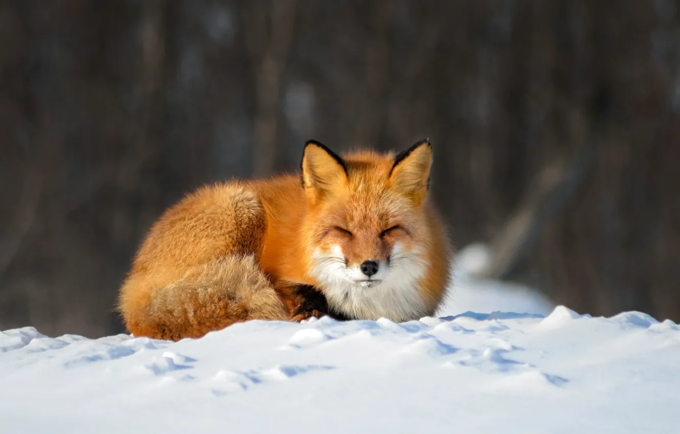 Фото обои зима, снег, природа, поза, животное, лиса, лисица