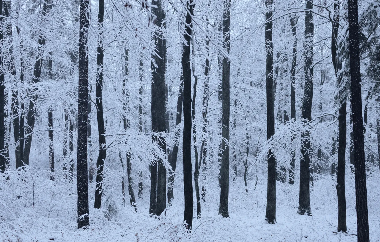 Фото обои зима, лес, снег, деревья, природа, Niklas Hamisch
