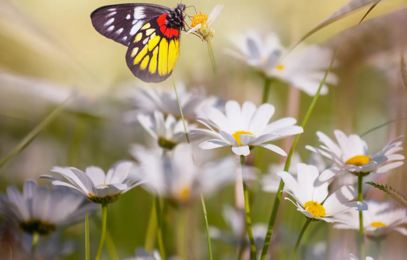 Фото обои цветы, бабочка, ромашки, butterfly, flowers, chamomile