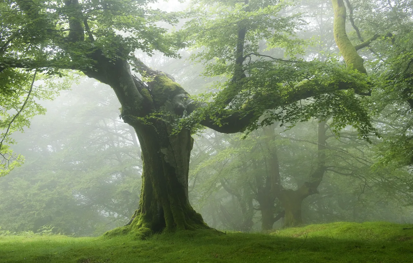Фото обои пейзаж, природа, туман, дерево
