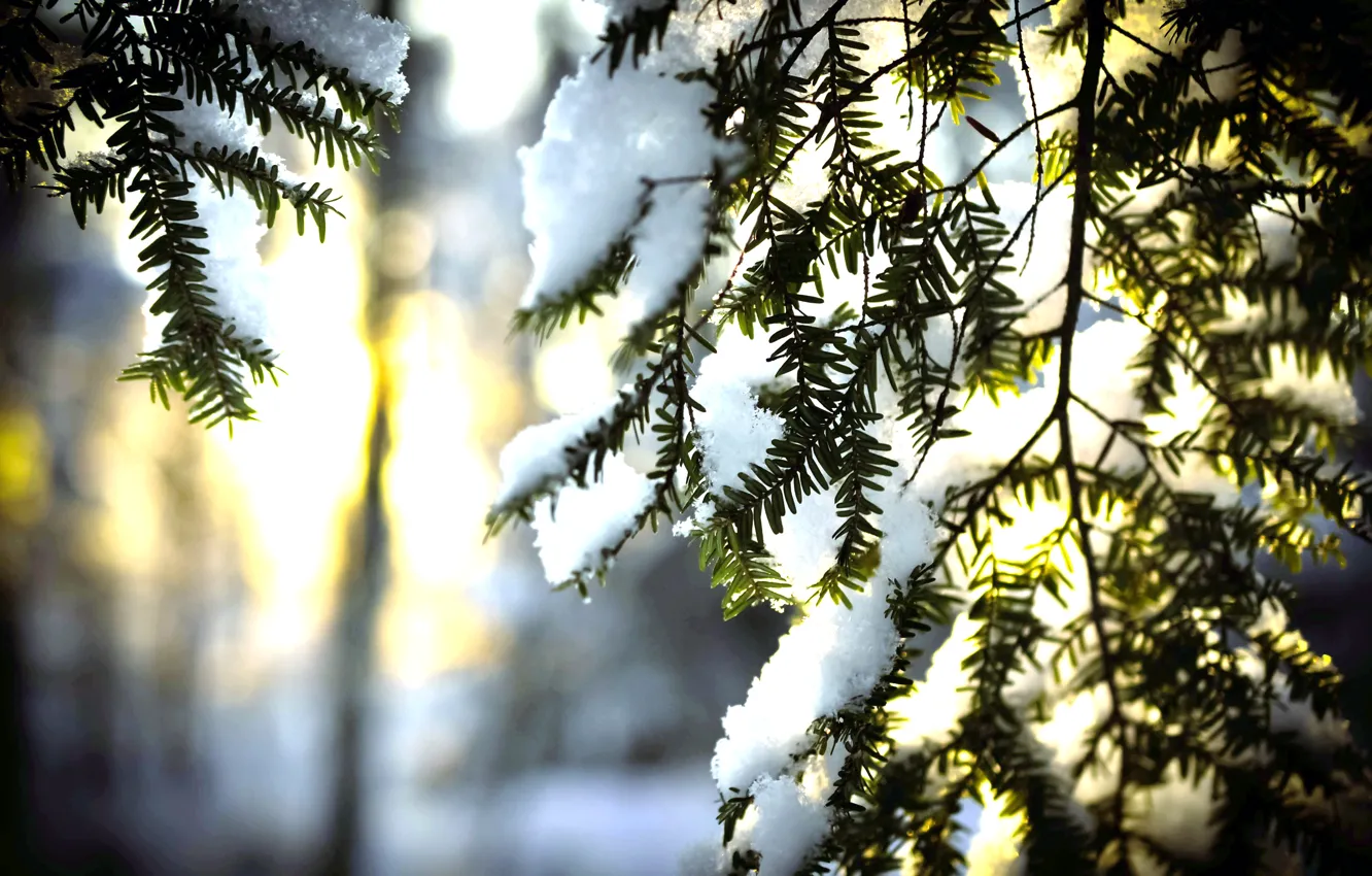 Фото обои зима, солнце, снег, иголки, елка