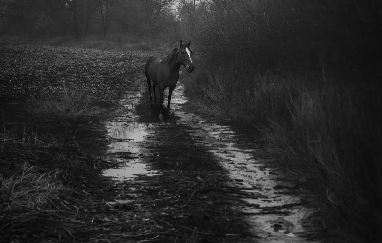 Фото обои осень, конь, лошадь, после дождя, autumn, наблюдение, слякоть, преследование