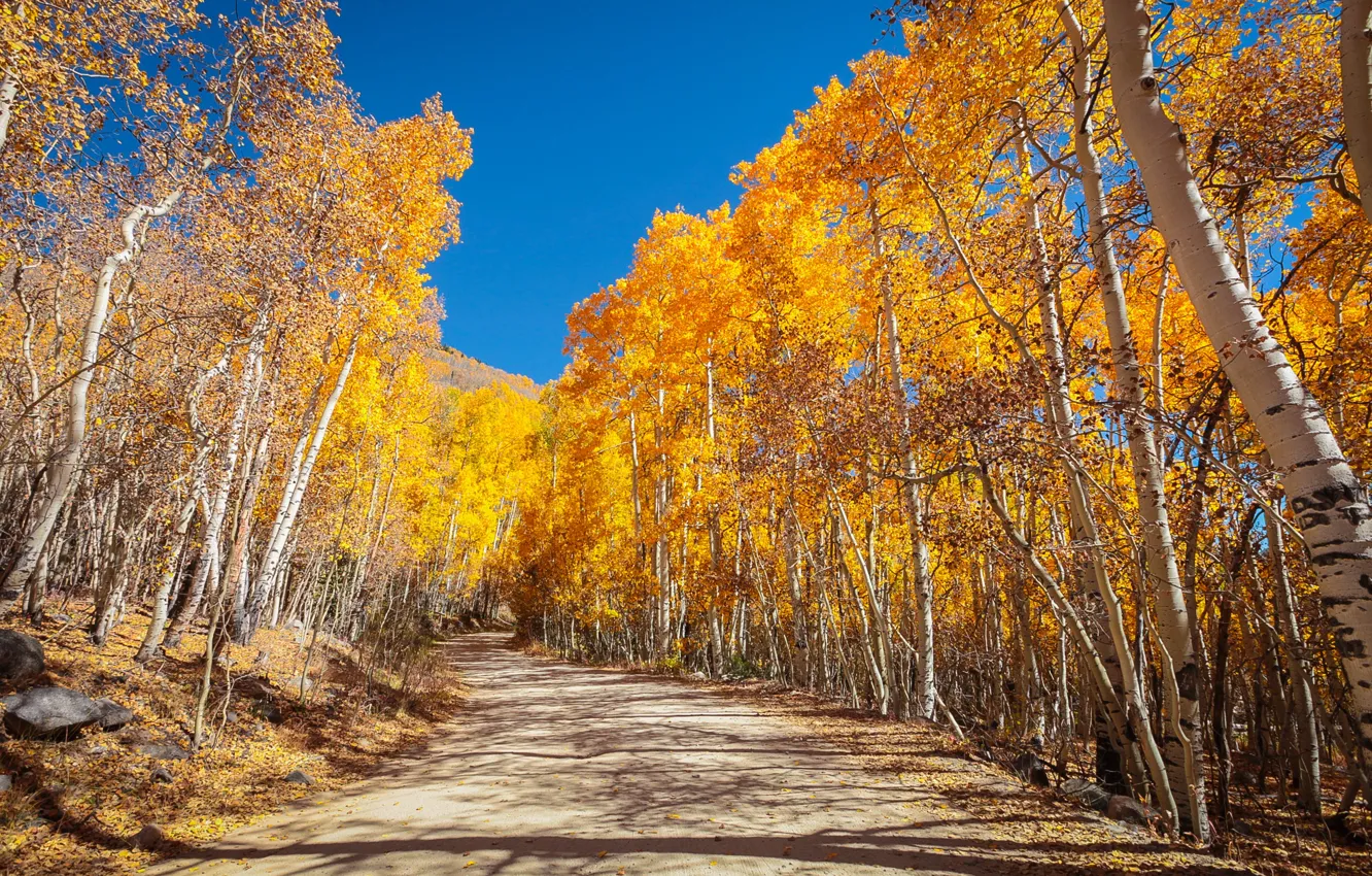 Фото обои дорога, осень, лес, небо, деревья, парк, синева, тень
