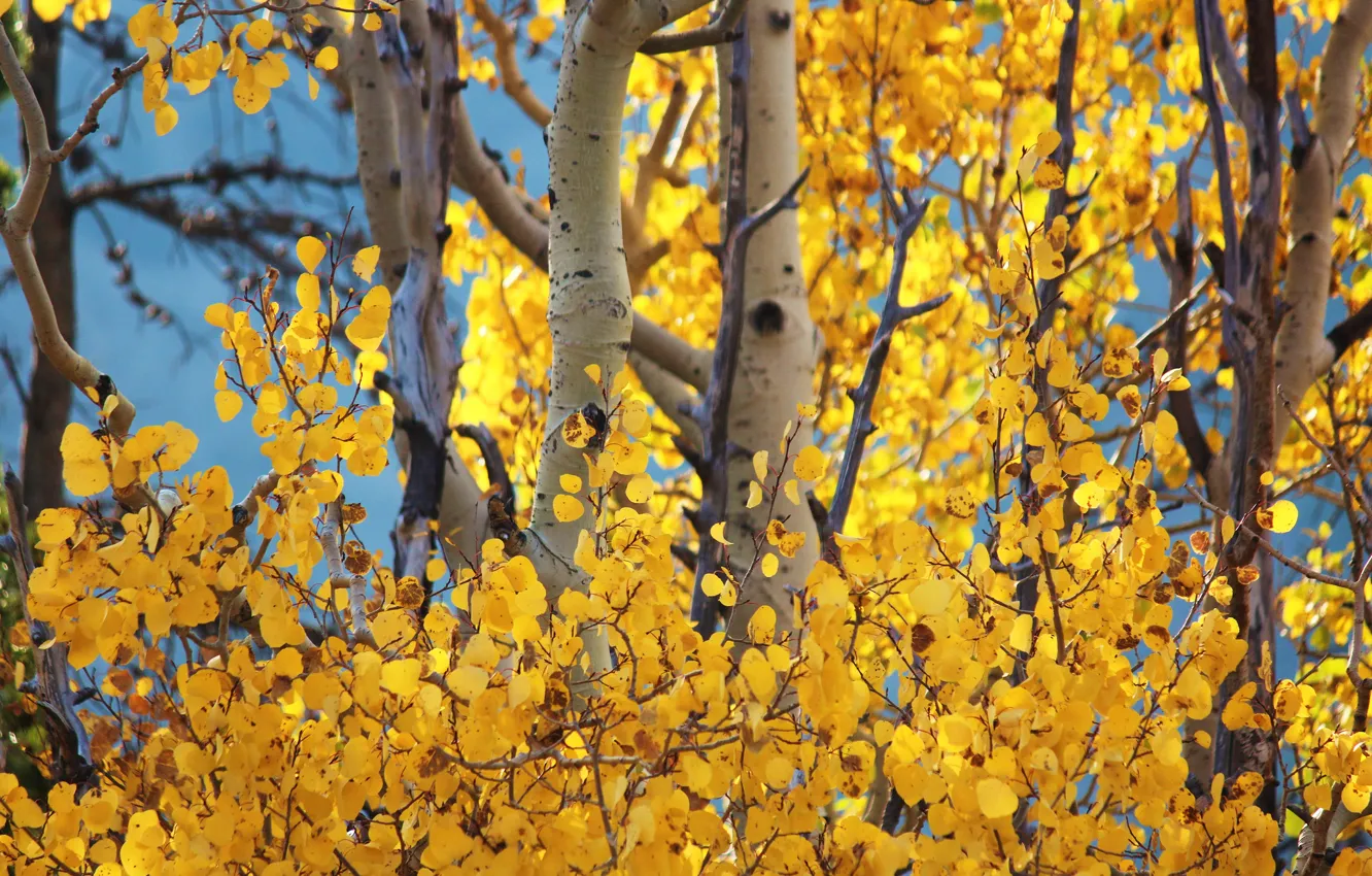 Фото обои осень, небо, листья, деревья, ствол, осини