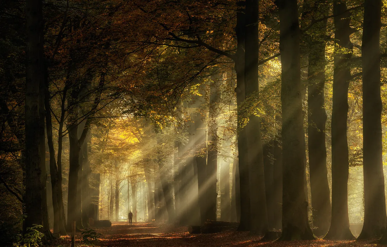 Фото обои дорога, осень, лес, лучи, свет, деревья, туман, парк