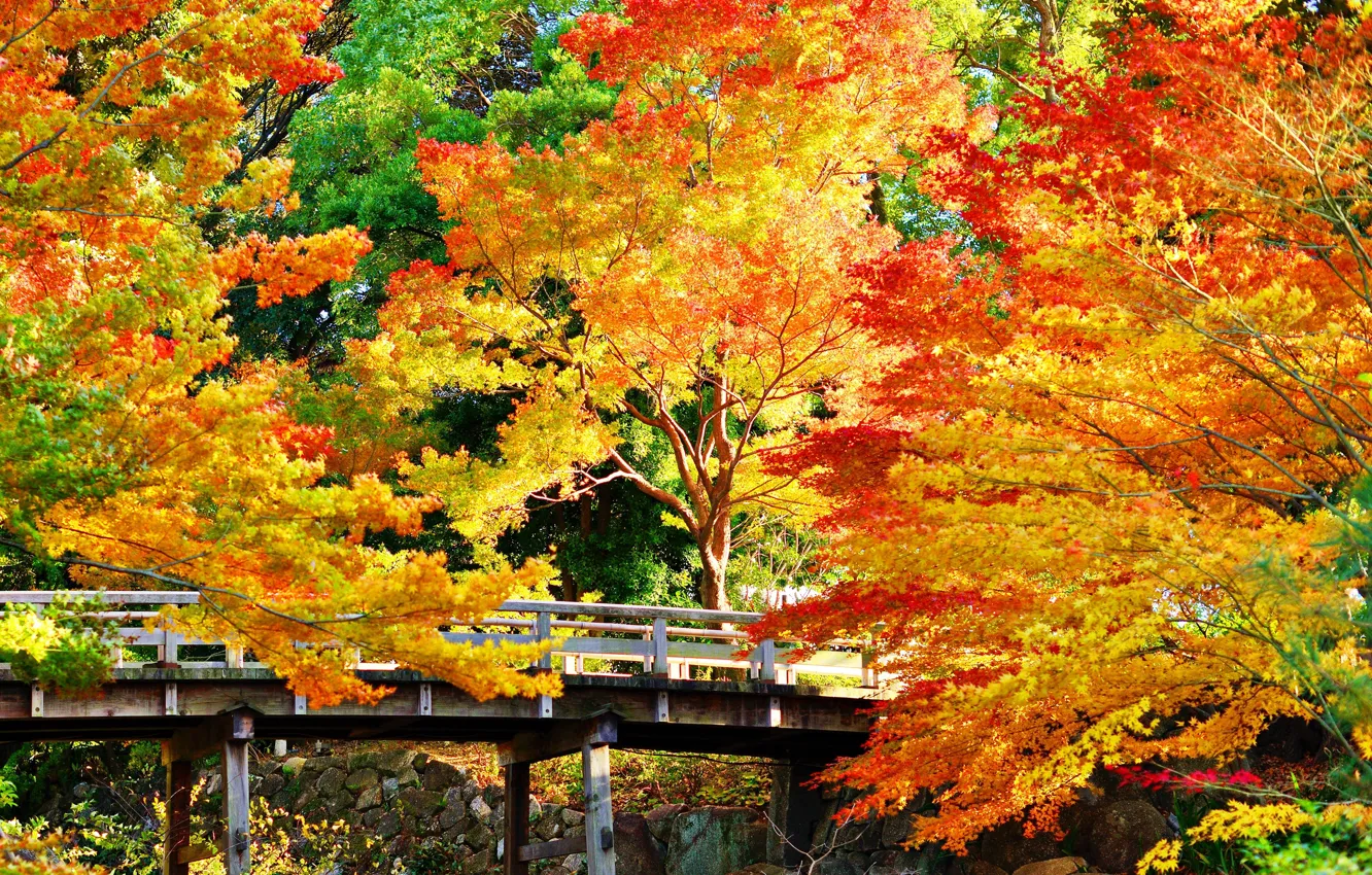 Фото обои осень, деревья, мост, парк, камни, солнечно, золотистые