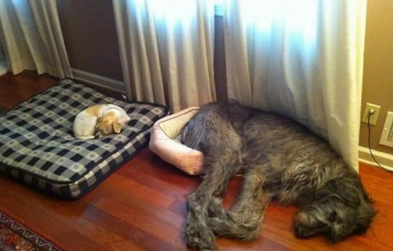 Фото обои animals, dogs, large, Perfect fit