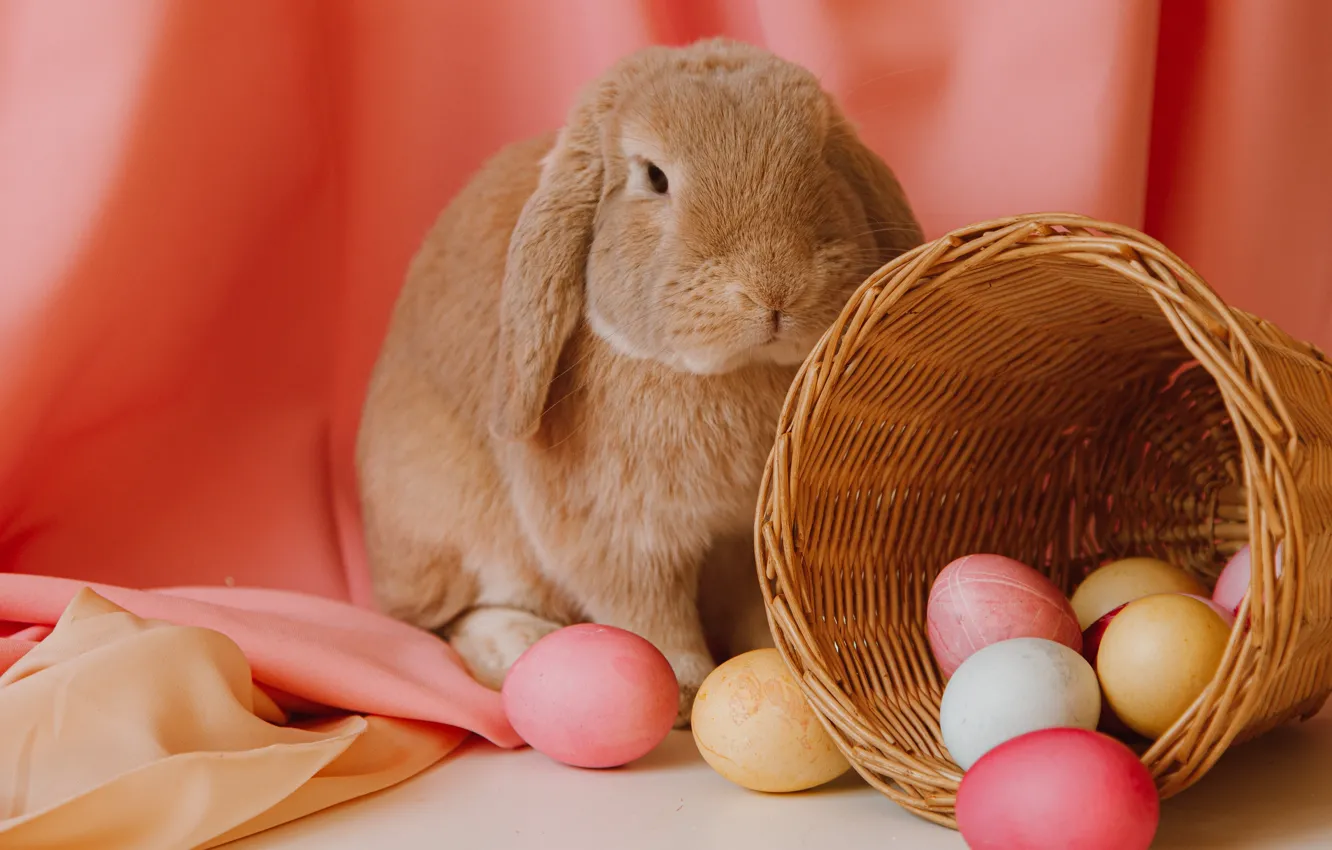 Фото обои яйца, кролик, корзинка, rabbit, eggs, basket, Roman Odintsov