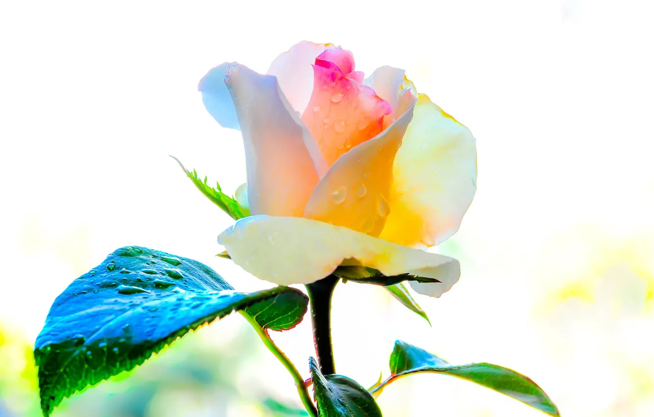 Фото обои роза, лепестки, красивая