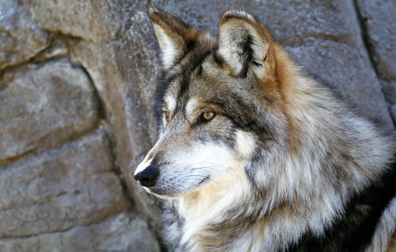 Фото обои камни, серый, волк