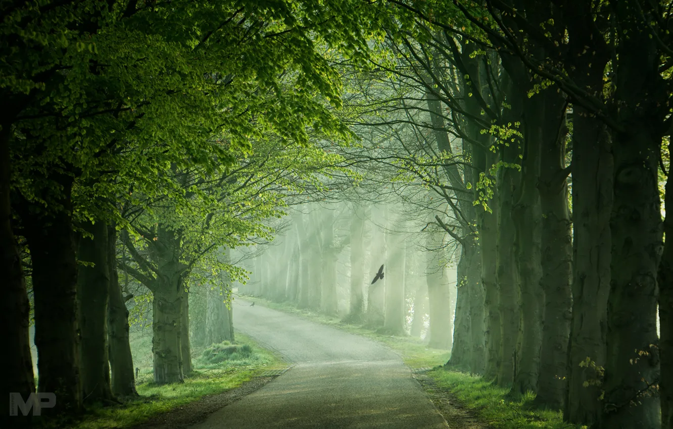 Фото обои дорога, свет, деревья, птицы, весна