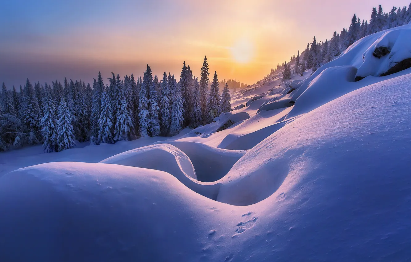 Фото обои зима, лес, снег, деревья, ели, склон, сугробы, Россия