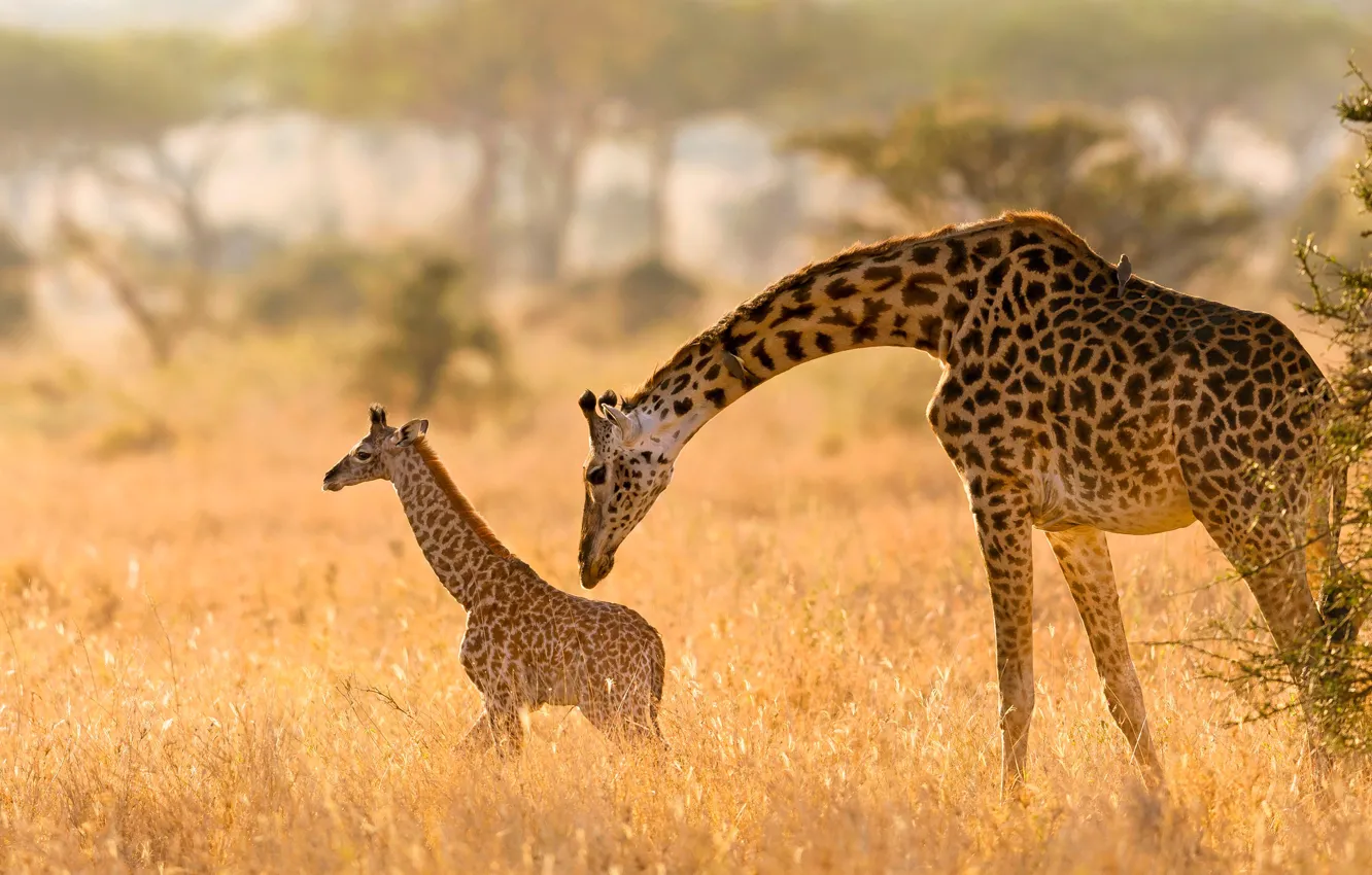 Фото обои поле, свет, поза, малыш, жираф, пара, жирафы, детеныш