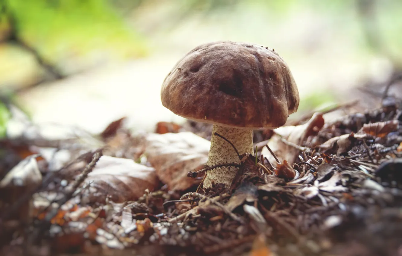 Фото обои осень, природа, гриб