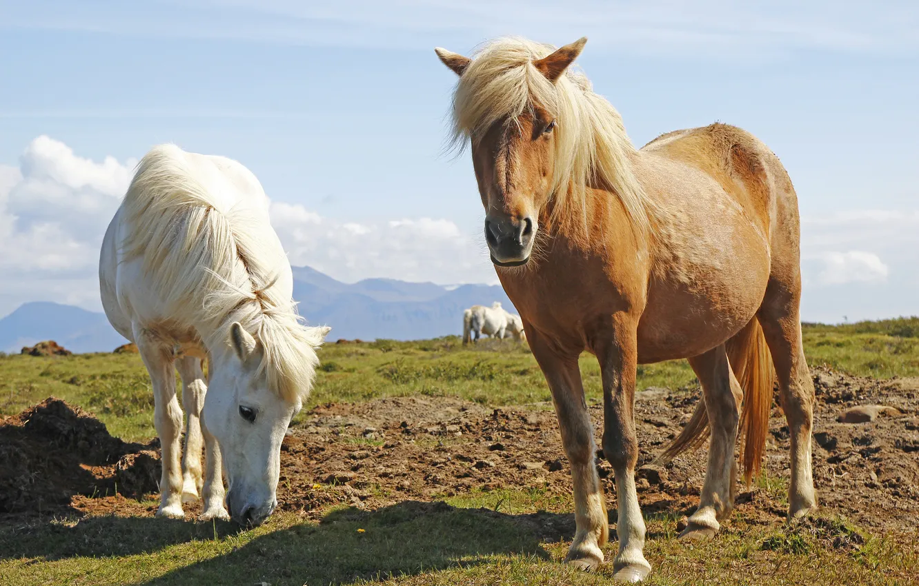 Фото обои кони, лошади, пастбище