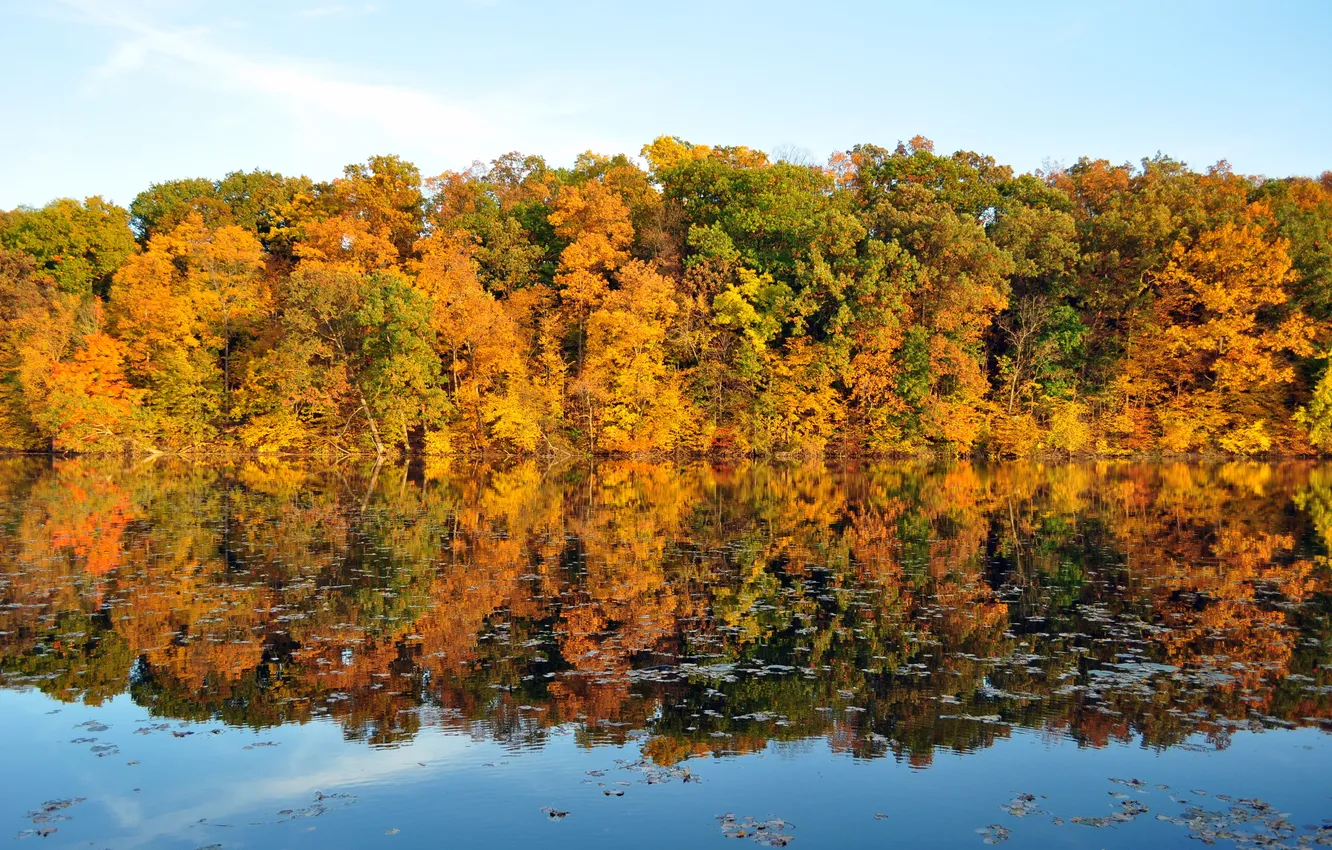 Фото обои осень, листья, вода. отражение