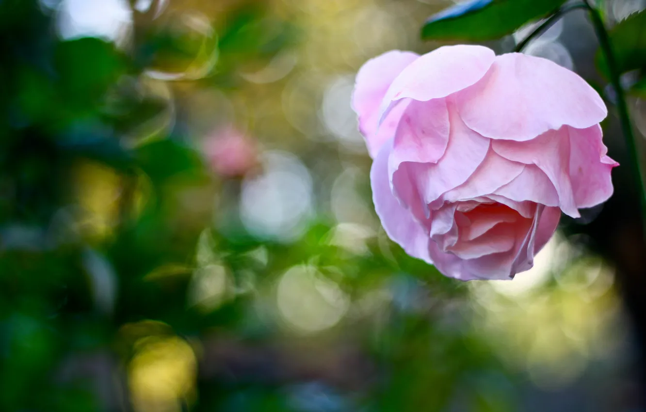 Фото обои цветок, блики, розовая, роза