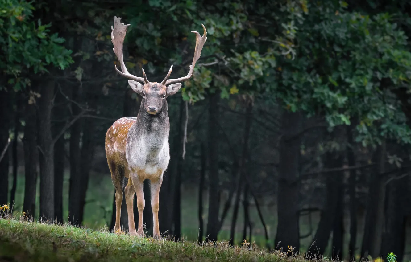 Фото обои forest, nature, animal, deer
