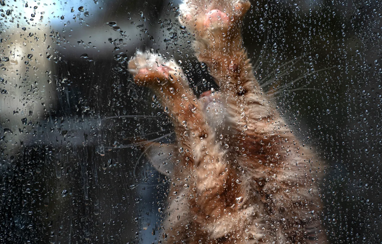 Фото обои кошка, кот, стекло, капли, поза, дождь, лапы, окно