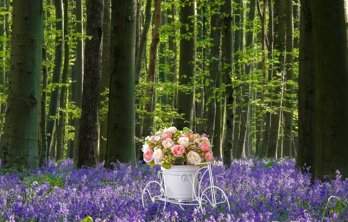Фото обои лес, белый, цветы, велосипед, поляна, розы, букет, горшок