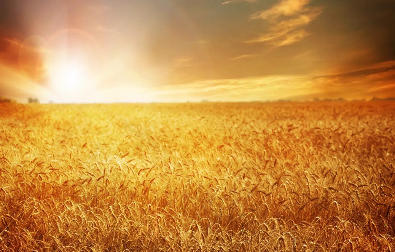 Фото обои пшеница, поле, закат, природа, field, nature, sunset, wheat