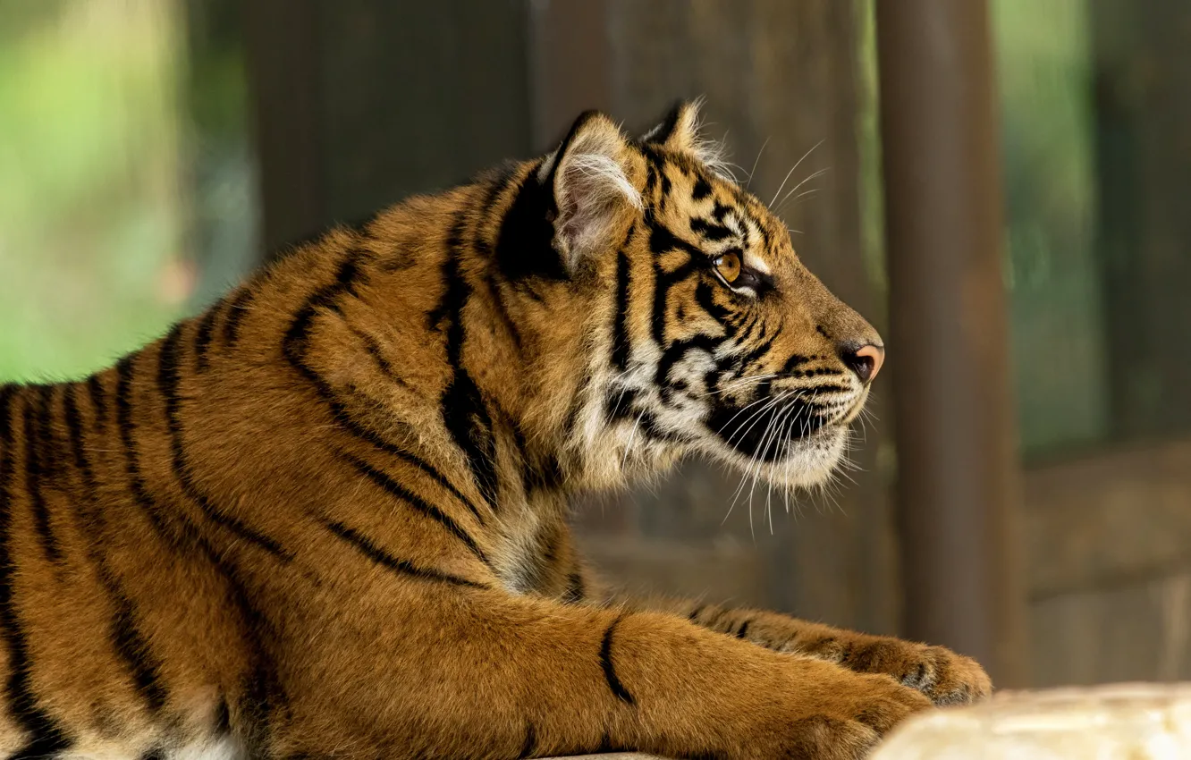 Фото обои взгляд, тигр, поза, фон, лапы, лежит, профиль, тигренок