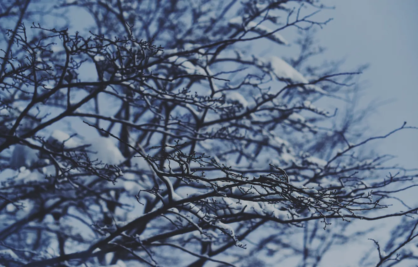 Фото обои зима, снег, ветки, дерево