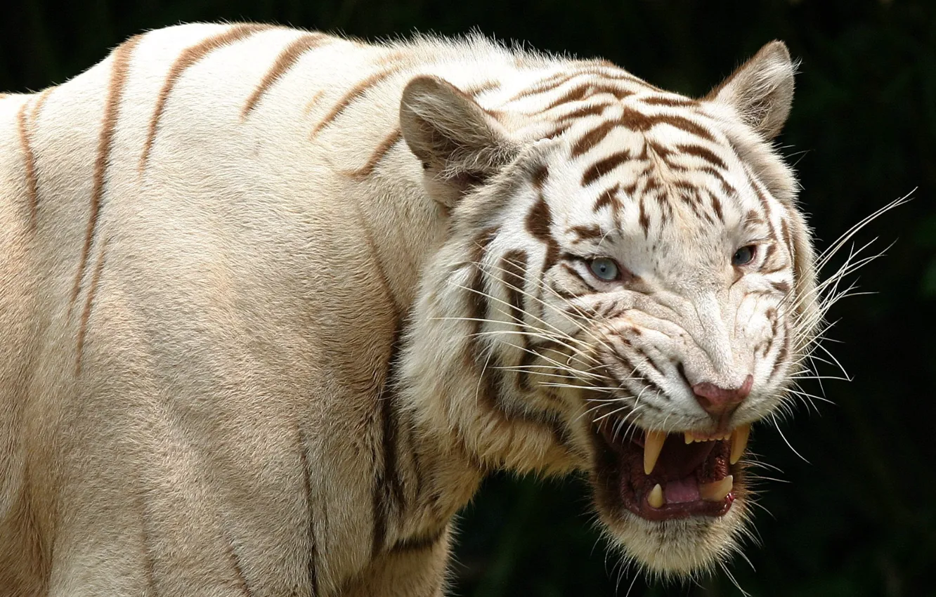 Фото обои predator, animal, white tiger, albino, wildlife, teeth, aggression