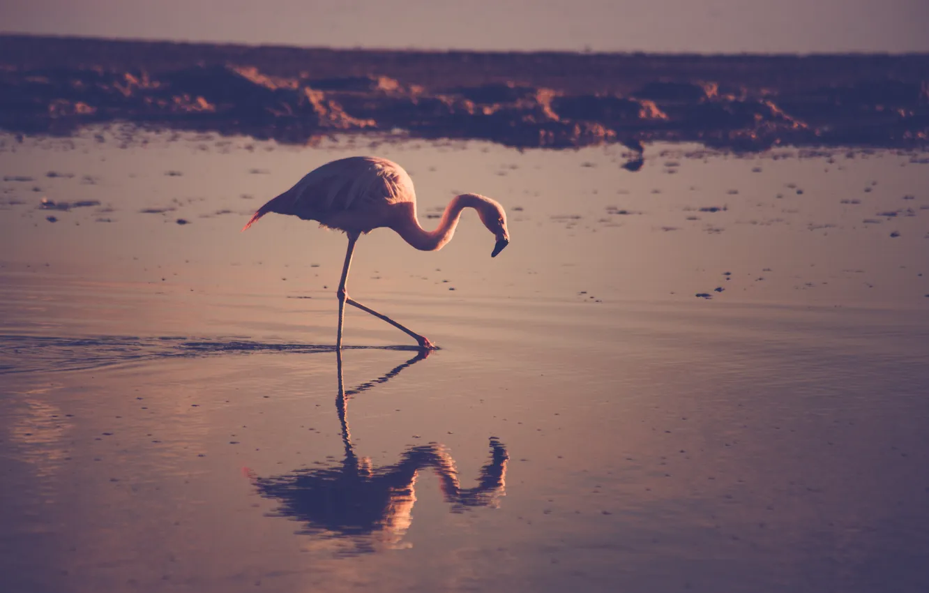 Фото обои вода, отражение, птица, перья, фламинго