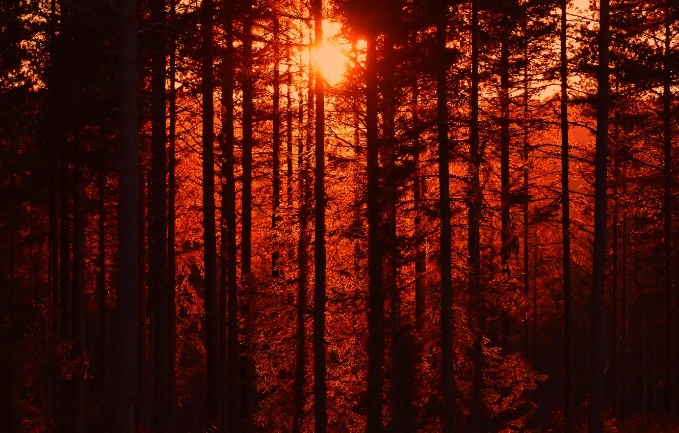 Фото обои лес, деревья, закат, силуэт