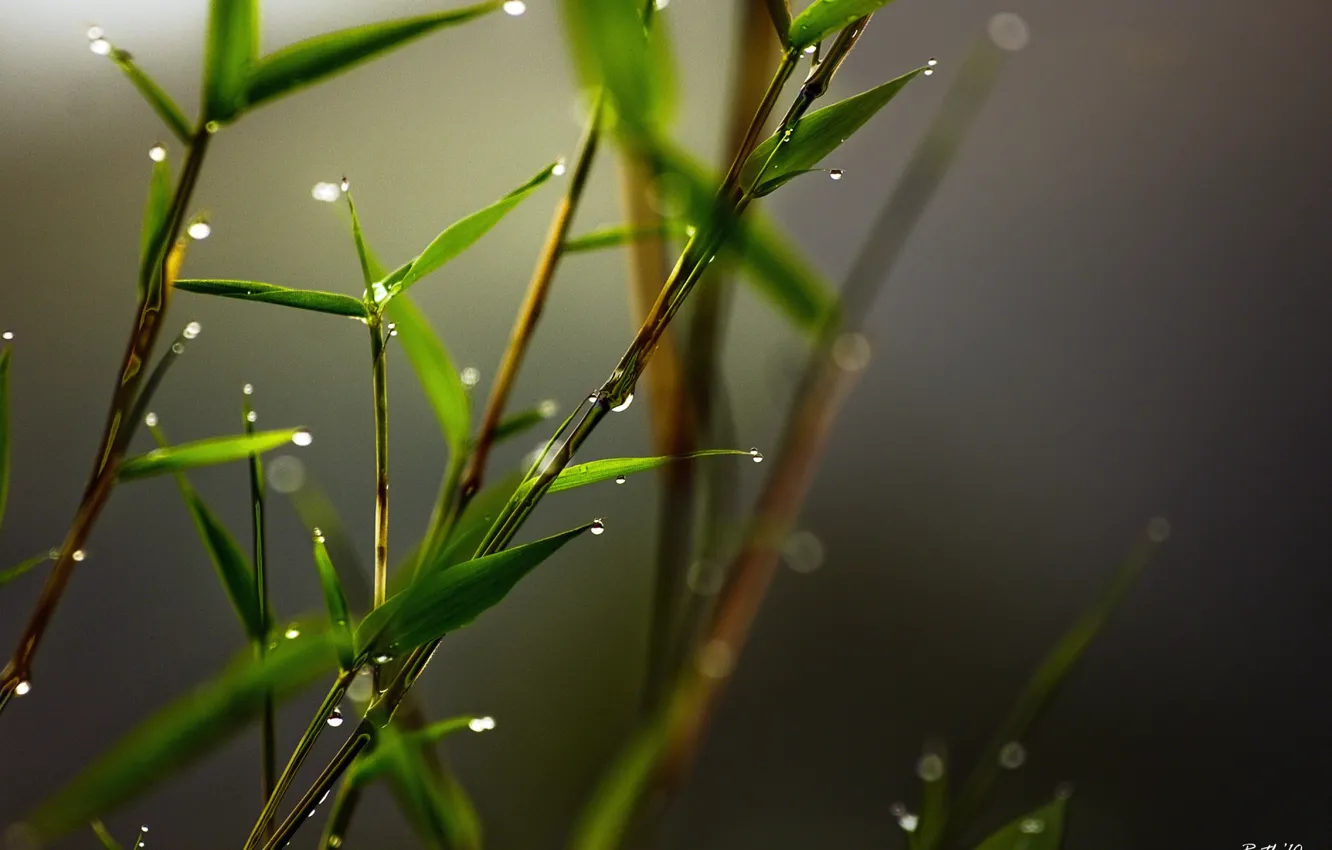 Фото обои трава, листья, свет, свежесть, роса, минимализм, Бамбук