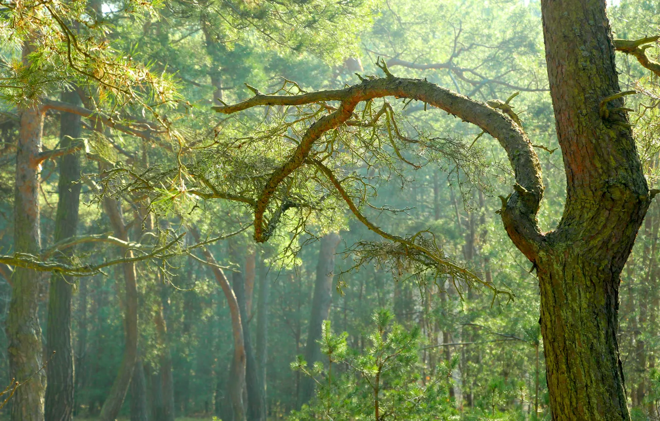 Фото обои forest, tree, twig