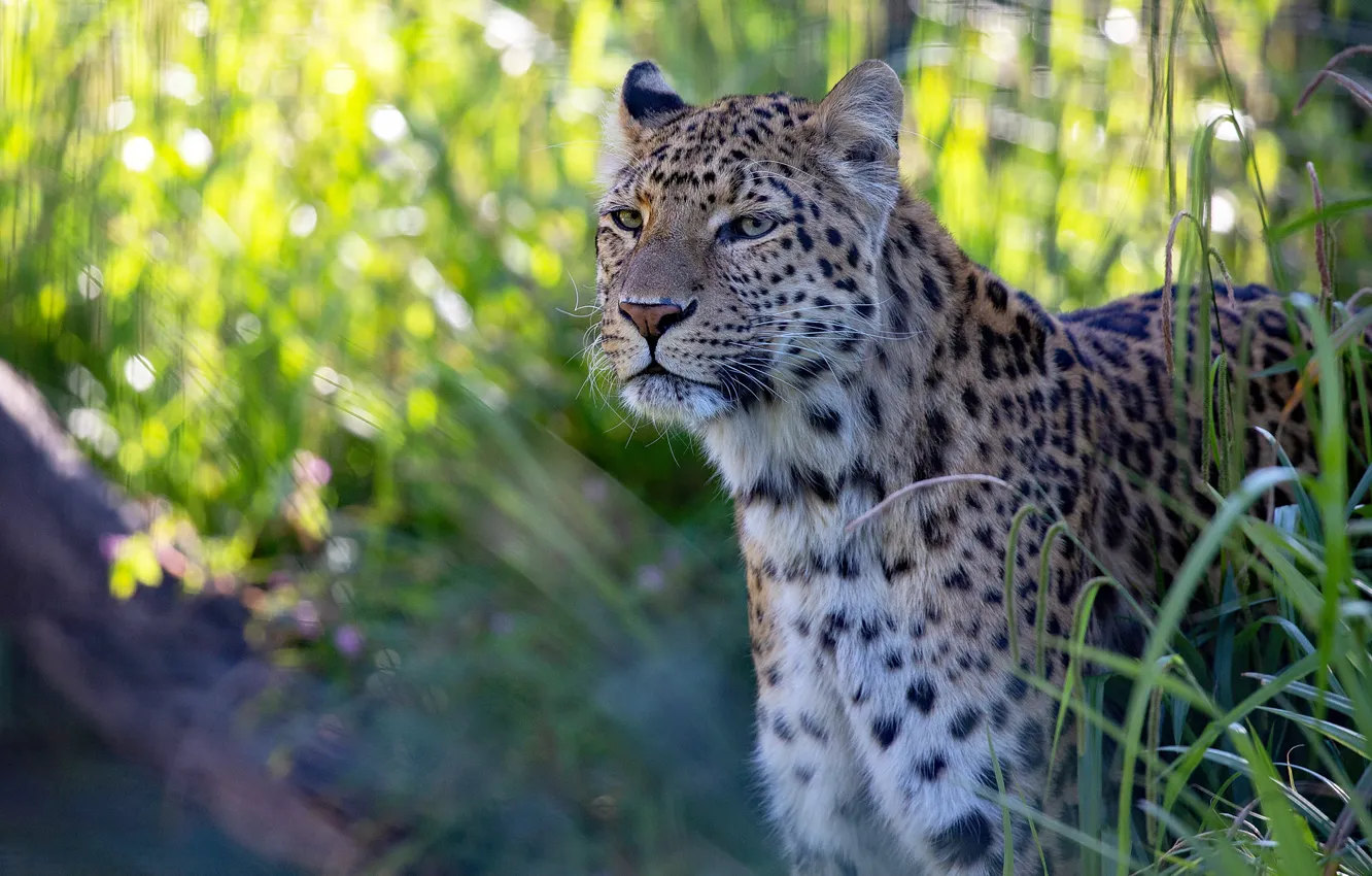 Фото обои морда, свет, портрет, леопард, боке