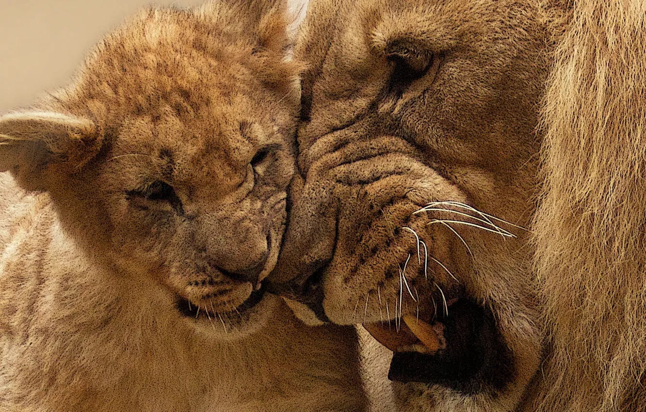 Фото обои predator, africa, animal, panthera leo, wild, big cat, lion photo