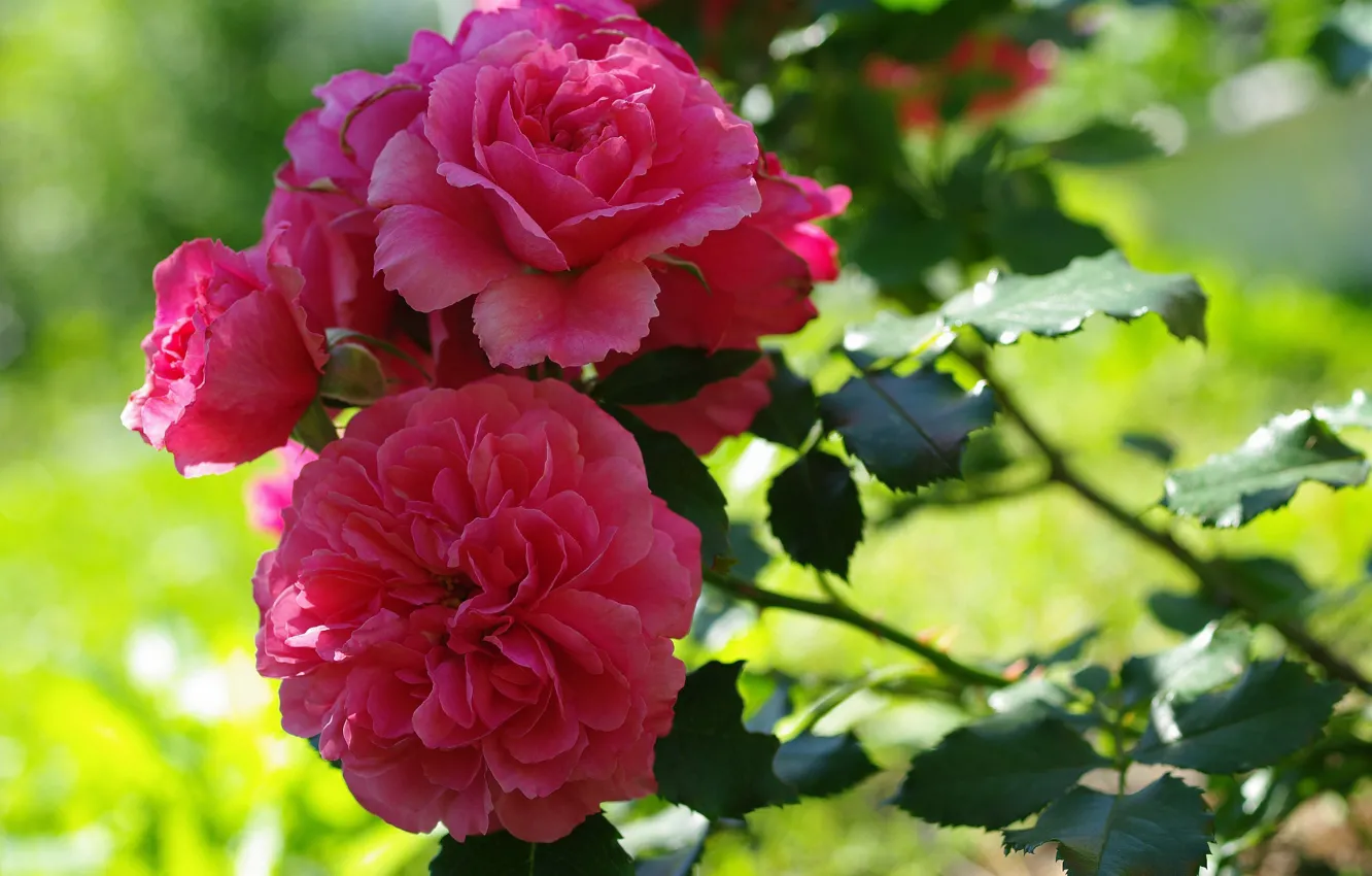 Фото обои Цветы, Роза, Куст, Цветение