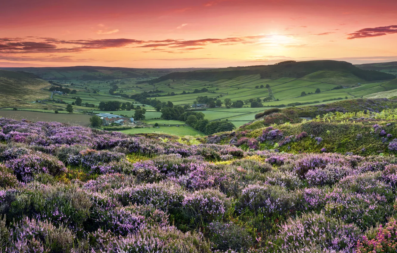 Фото обои закат, цветы, холмы, поля, Англия, sunset, flowers, fields