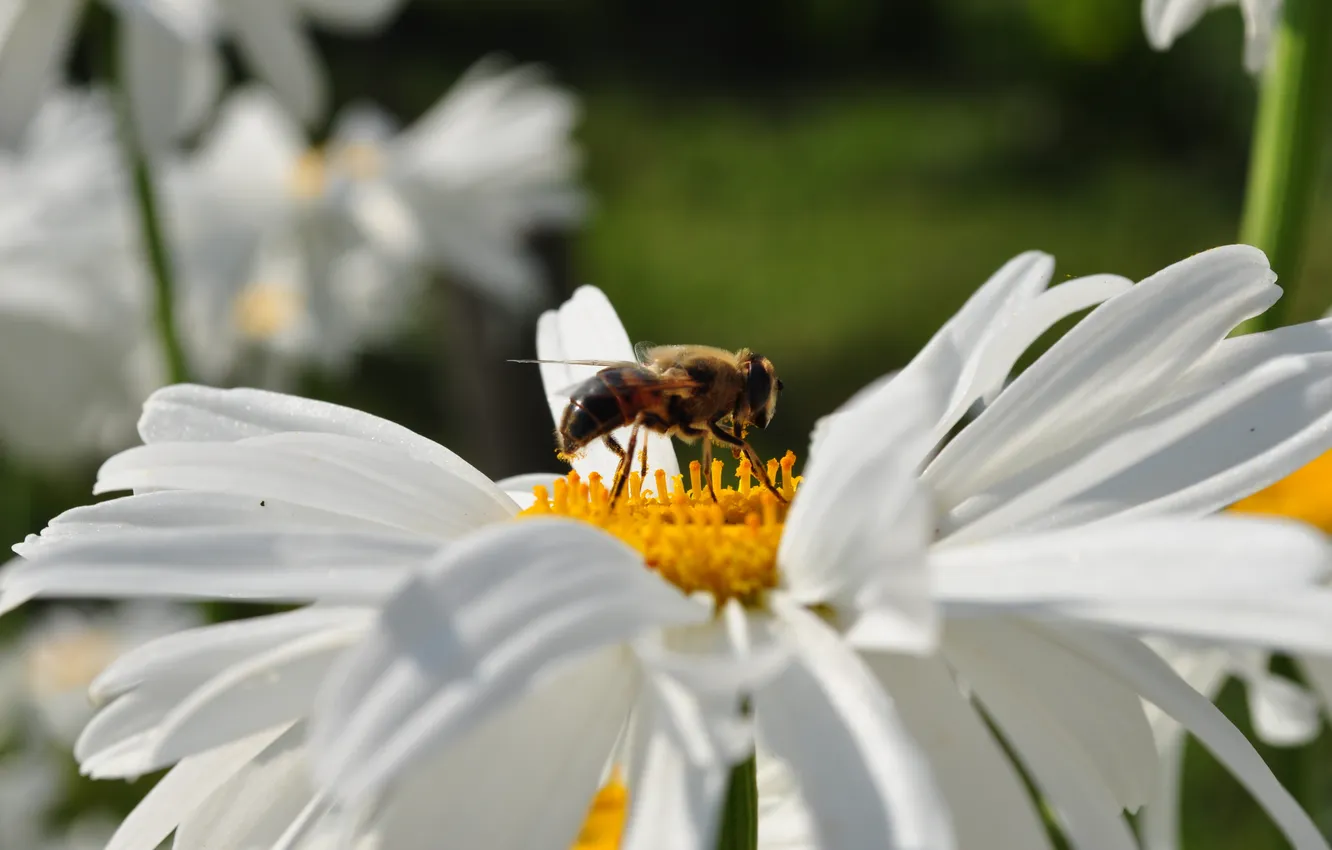 Фото обои насекомые, пчела, Цветы, ромашка