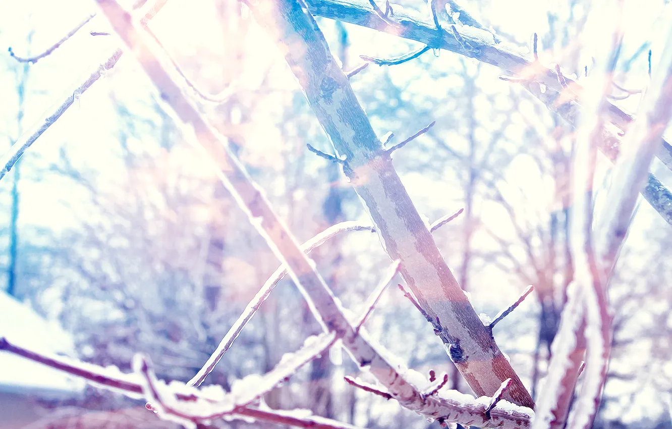 Фото обои зима, снег, деревья, ветки, солнечно