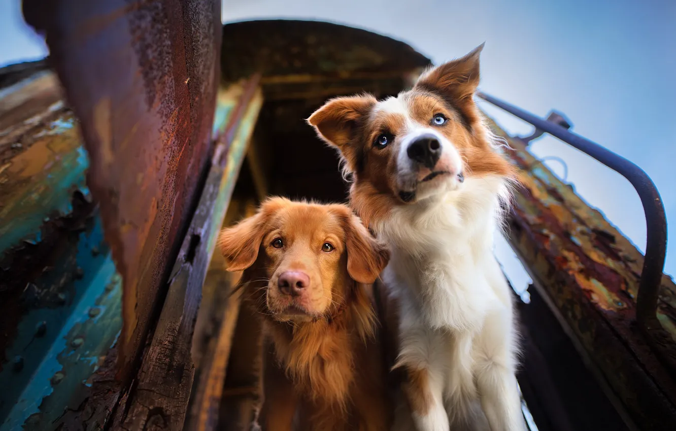 Фото обои взгляд, морды, две собаки, Бордер-колли, Новошотландский ретривер